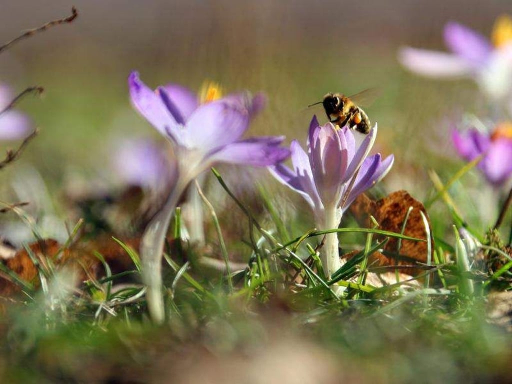Bienen fliegen blühende Krokusse an. Foto: Peter Förster/Archiv