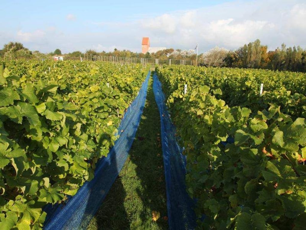 Die Rebstöcke auf Sylt gehören dem Weingut Balthasar Ress im Rheingau. Es ist ein sehr kleines Anbaugebiet, aber gerade deswegen so spannend. Foto: Wolfgang Runge/dpa