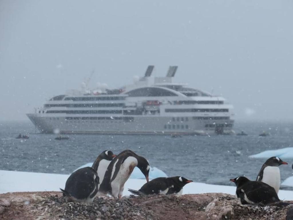 Eselspinguine im Schneetreiben - Bilder wie diese bekommmen Reisende auf Expeditionskreuzfahrten geboten. Foto: Michael Zehender