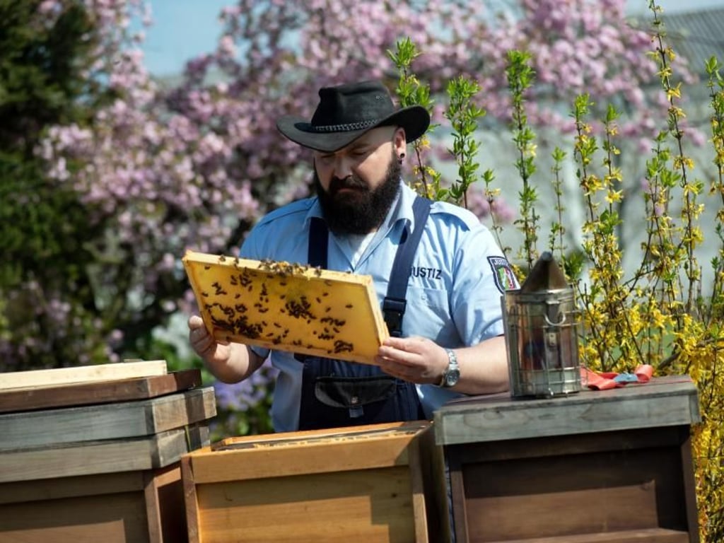 Der Justizbeamte Sebastian Laubach kontrolliert einen Bienenstock. Foto: Federico Gambarini