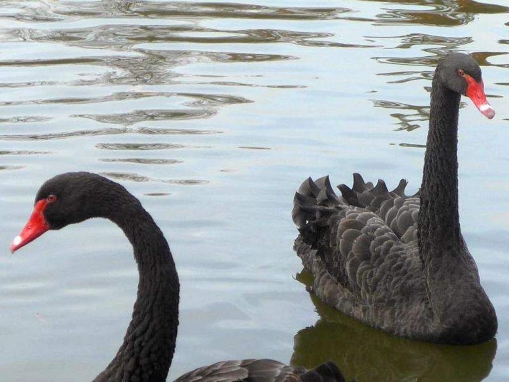 Die Trauerschwan-Dame im Schlosspark Rosenau bei Coburg ist nicht mehr allein. Foto: Bayerische Schlösserverwaltung