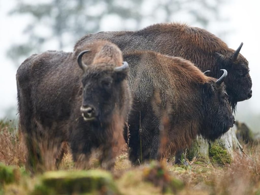 Mächtige Tiere: In der Wisent-Wildnis in Bad Berleburg sind die gleichnamigen Tiere in einem 20 Hektar großen Schaugehege zu sehen. Foto: Bernd Thissen