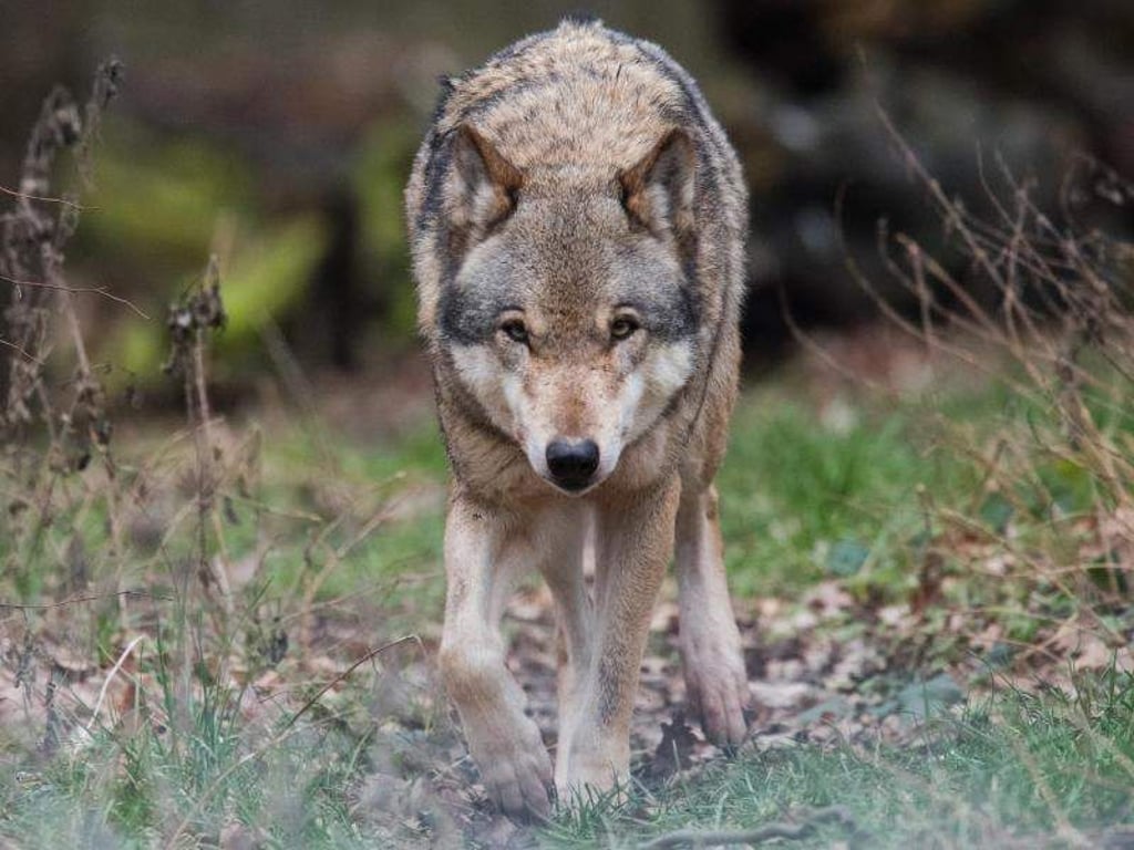 Ein Europäischer Wolf (Canis lupus lupus) streift durch ein Gehege. Foto: Julian Stratenschulte/Archiv
