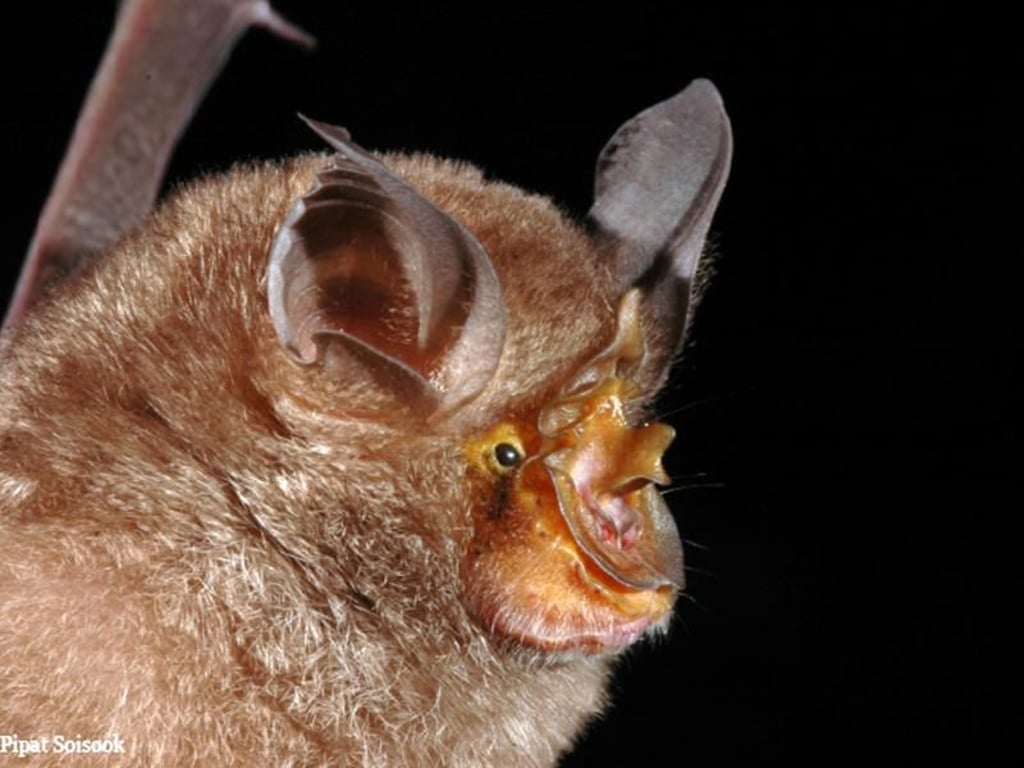 Auch Säugetiere, wie diese Berghufeisennase (Rhinolophus monticolus), wurden am Mekong entdeckt. Foto: Pipat Soisook/WWF