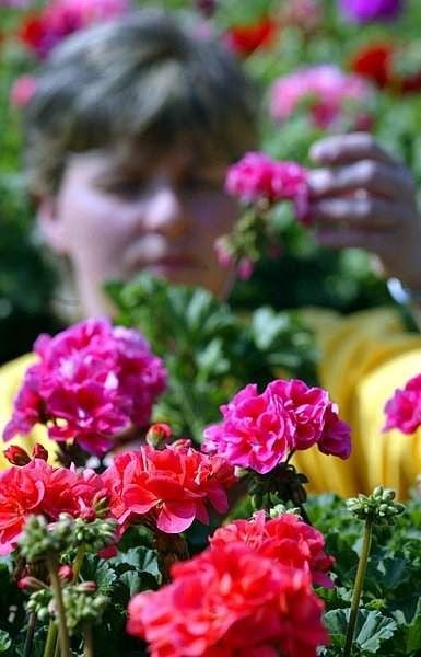 Stecklinge von Geranien und Pelargonien schneiden
