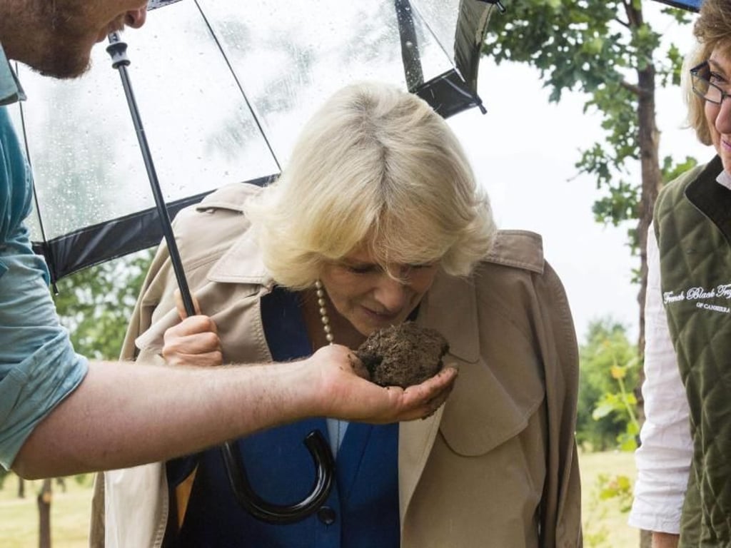 Camilla schnüffelt an einem Trüffel. Foto: Sean Davey
