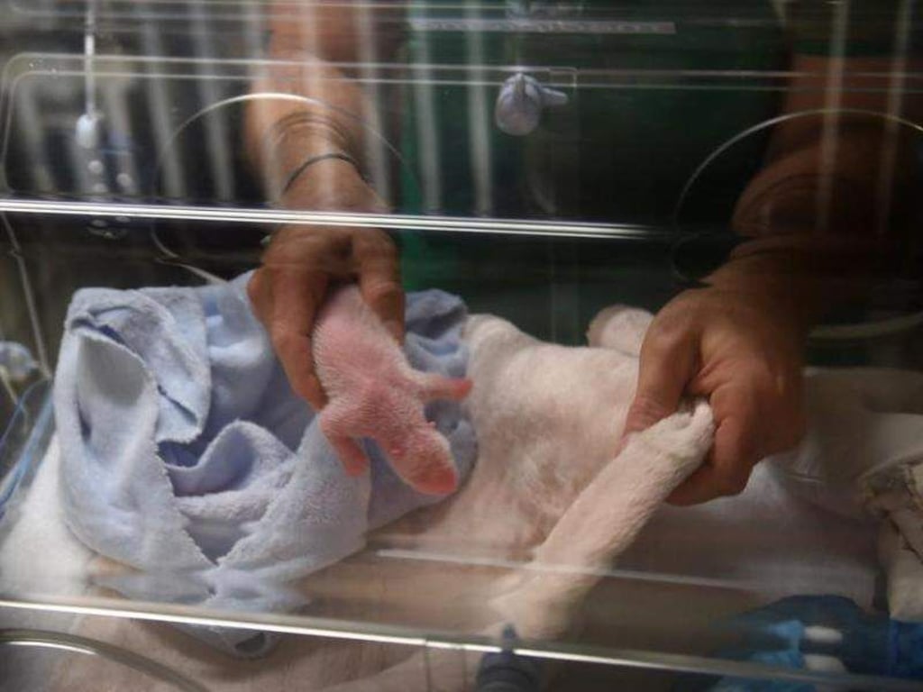 Kurz nach der Geburt. Ein Tierarzt hält im Zoo Parc de Beauval in Saint-Aignan-sur-Cher (Frankreich) ein Riesenpanda-Baby in der Hand. Foto: BEAUVAL ZOO/AP