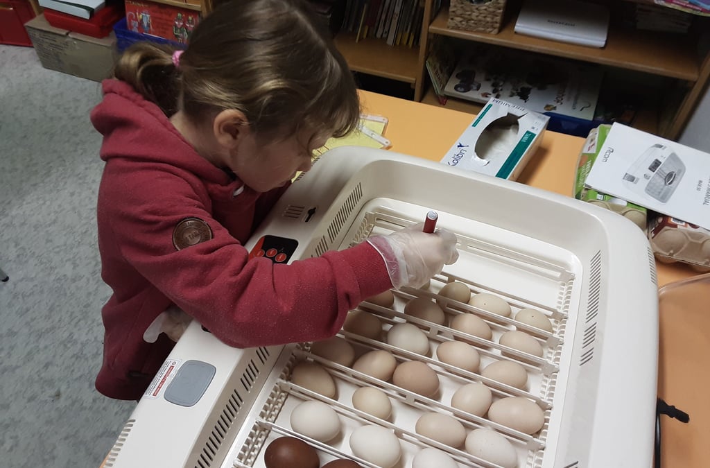 Täglich kontrollierten die Kita-Kinder Temperatur und Luftfeuchtigkeit im Brutkasten.