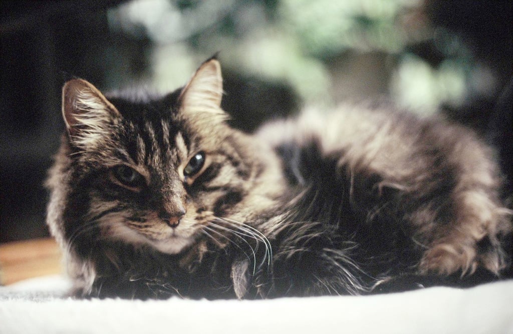 Im Nordharz ist eine enthauptete Katze entdeckt worden. Die Suche nach dem Kopf des Tieres und dem Täter läuft.