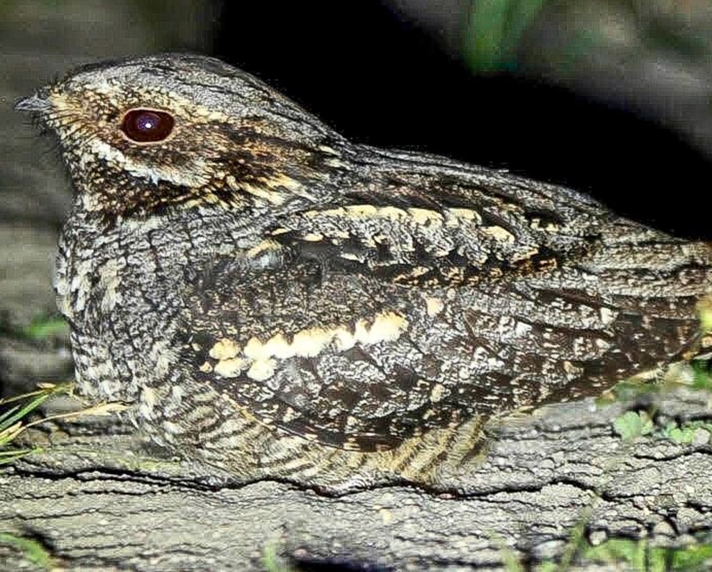 Unscheinbar ist der Ziegenmelker. Den Altvorderen war der nachtaktive Vogel suspekt.