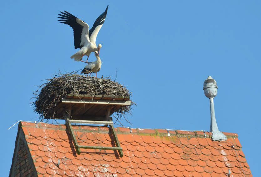 Das erste Storchenpaar ist in den Altkreis Köthen zurückgekehrt.