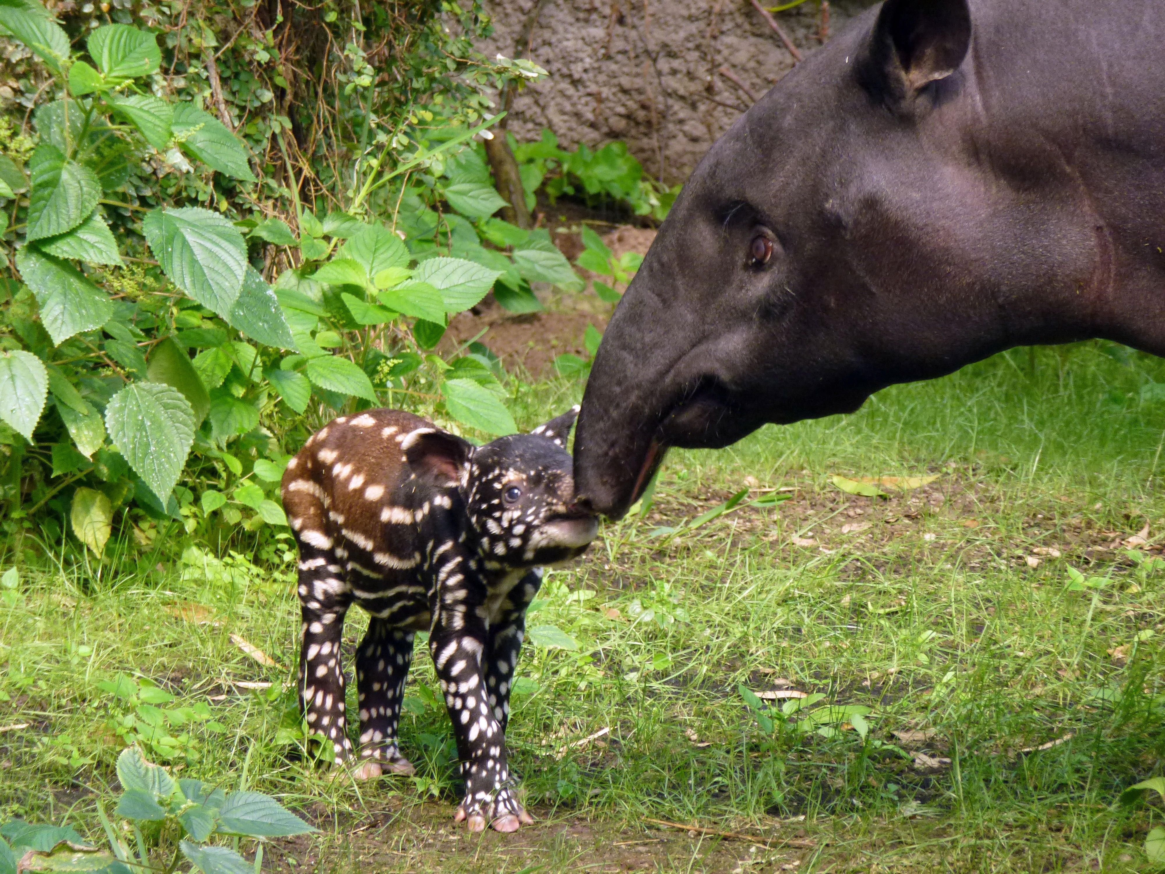 Anfang Juni wurde der Tapir geboren.