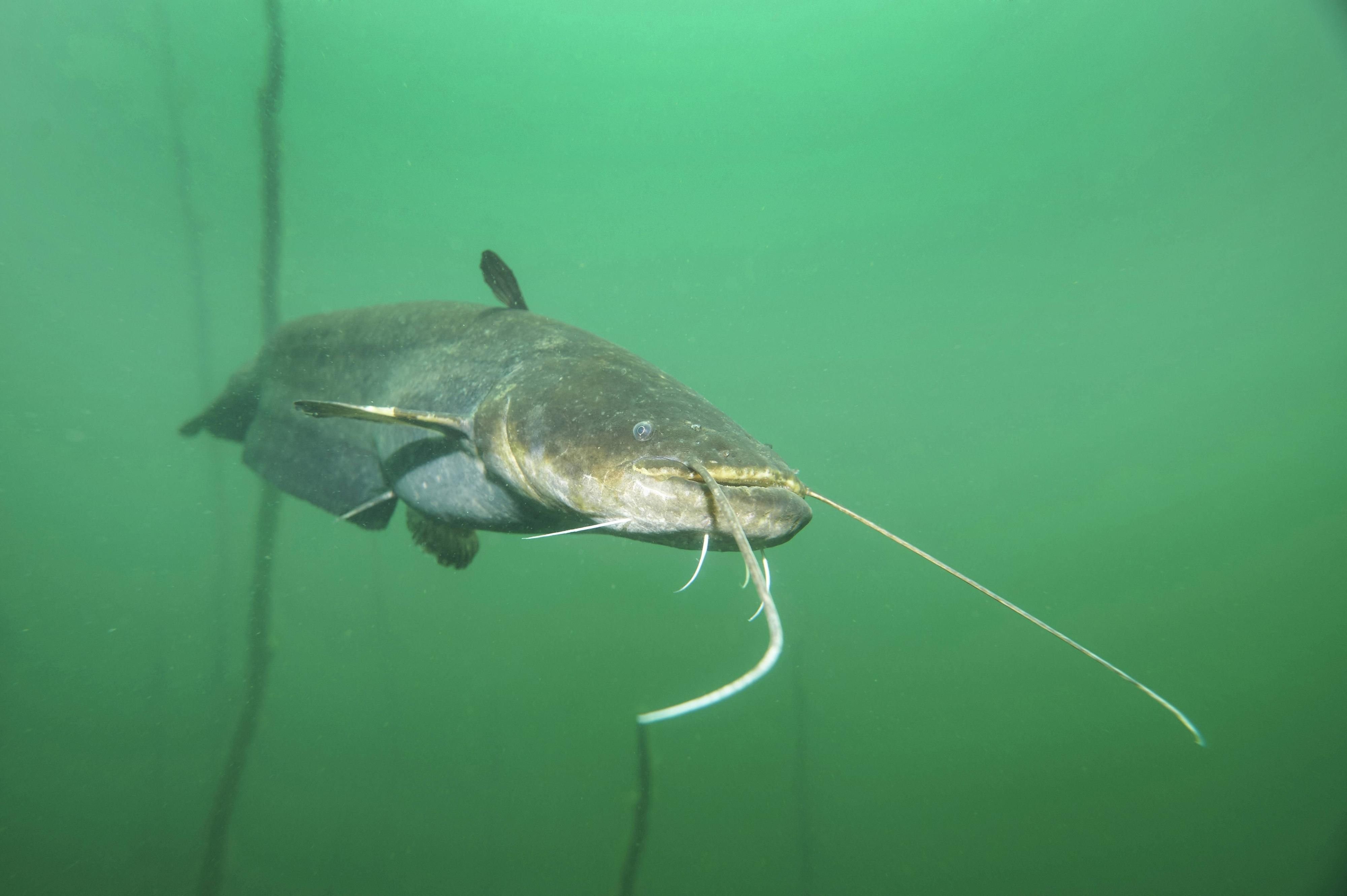 Ein europäischer Wels kann über drei Meter lang werden. (Symbolbild)