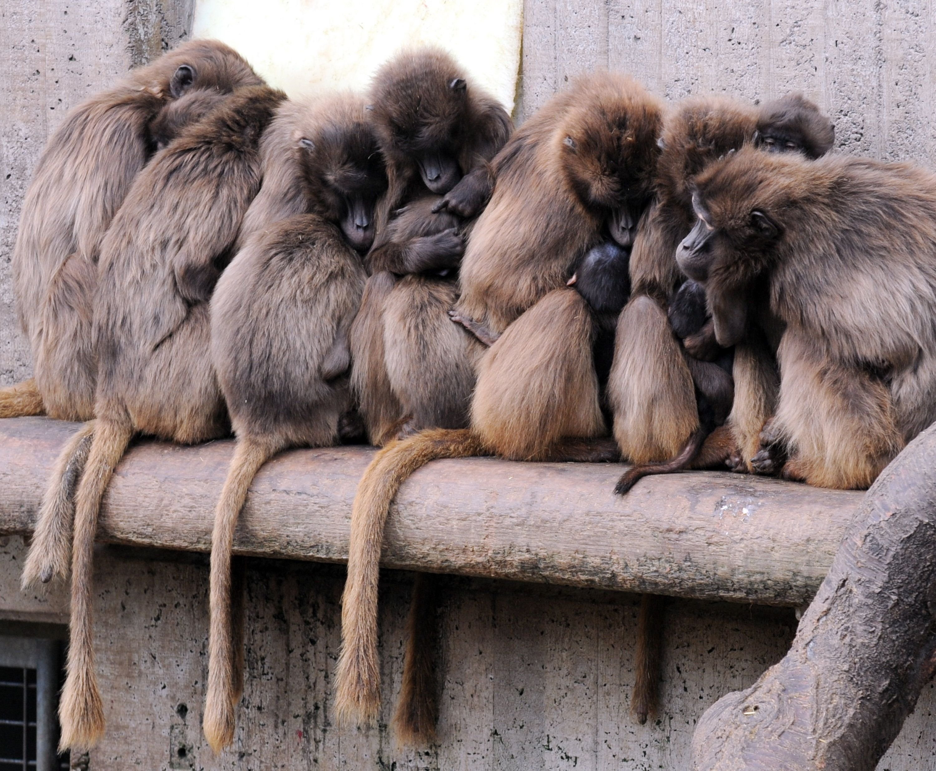 Eine Familie von Blutbrustpavianen. Im Zoo Magdeburg ist ein Pavian bei Revierkämpfen getötet worden.