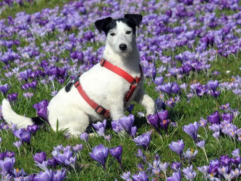 Ein leichtes Nylon-Brustgeschirr ist für Hunde am angenehmsten. Foto: Horst Ossinger