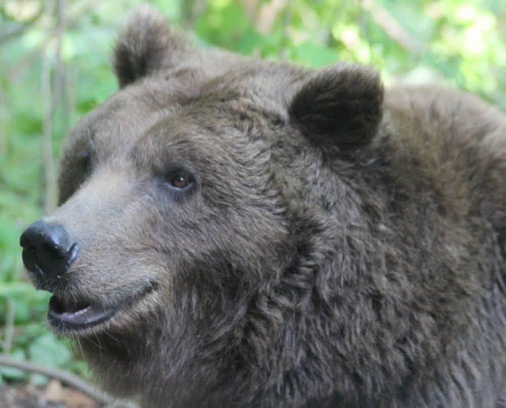 Conny aus dem Zoo in Halle lebt nun in Worbis.