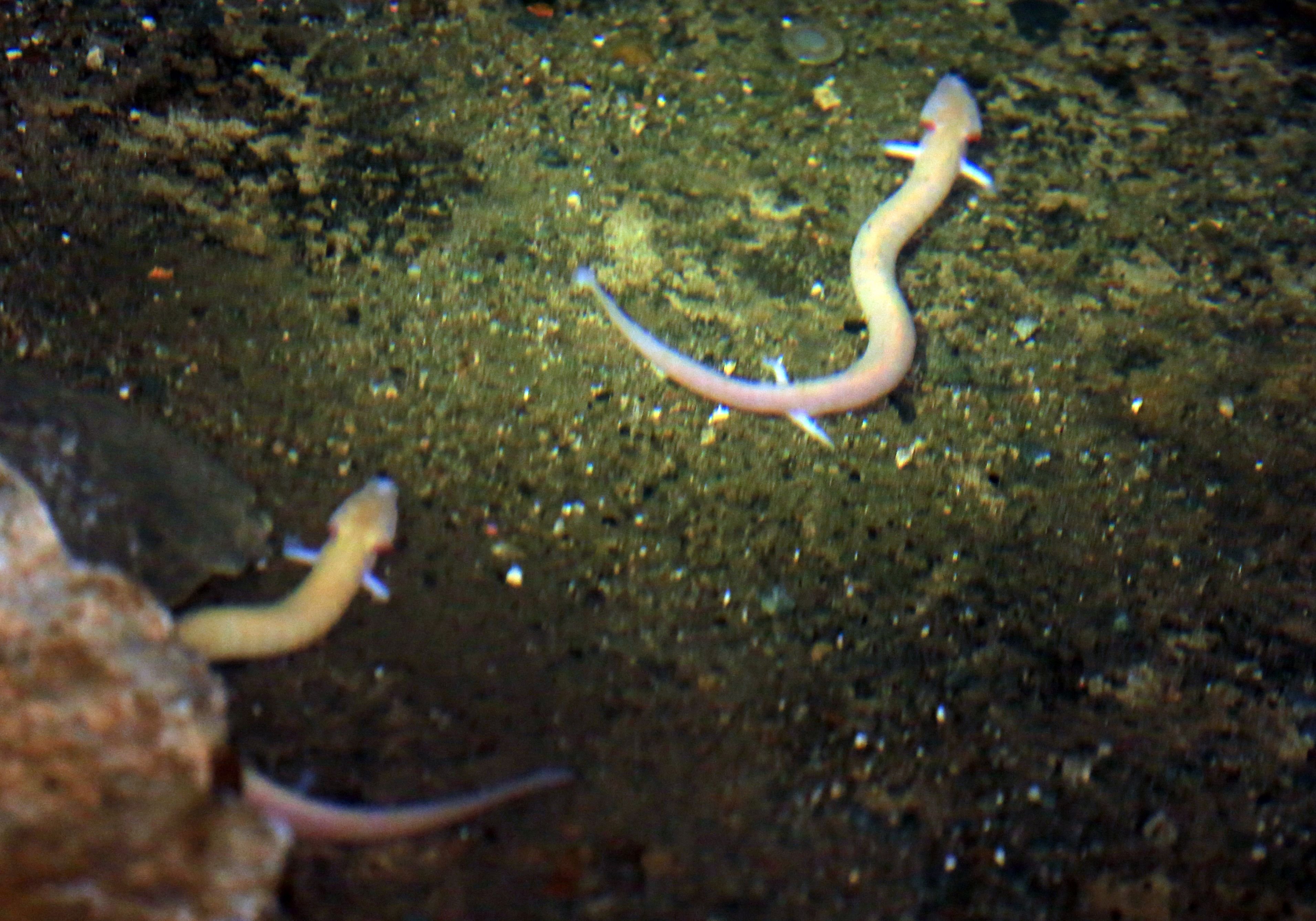 Zwei Grottenolme schwimmen im Olmensee in der Hermannshöhle in Rübeland (Landkreis Harz).