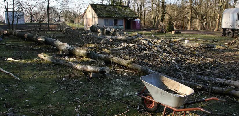 Die Bäume wurden laut Stadt aus Sicherheitsgründen gefällt.