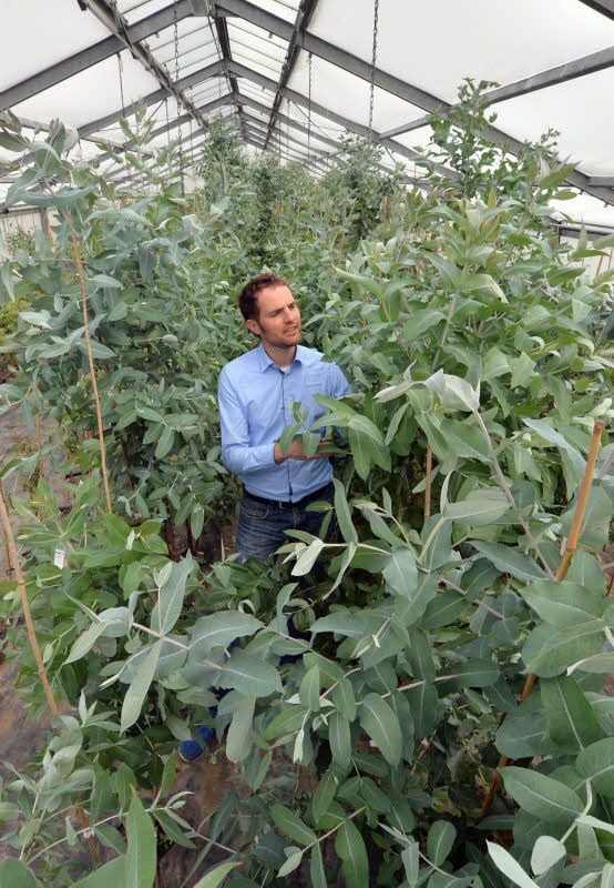 Ulf-Peter Schilling baut bei Leipzig Eukalyptus an.