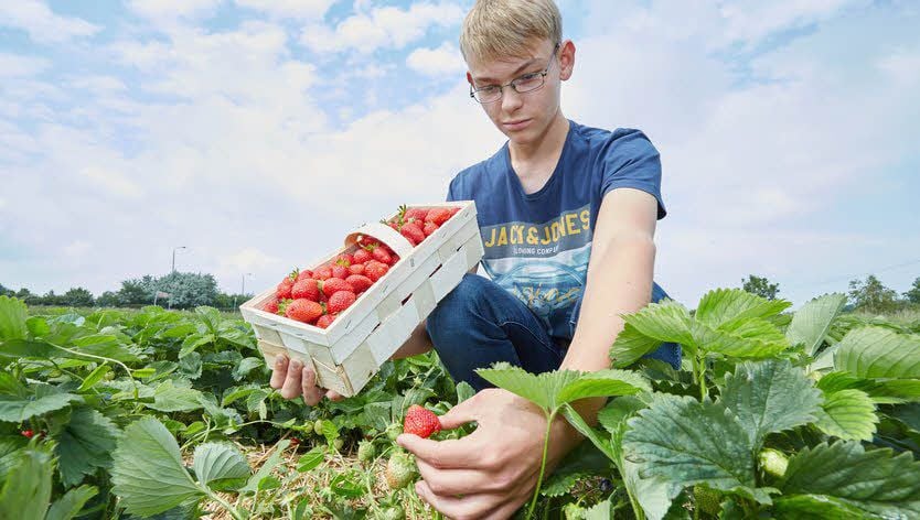 Plantage in Dröbel Plantage in Dröbel Erdbeeren selbst pflücken