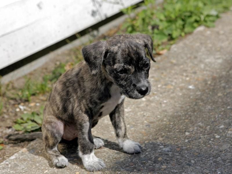 Ganz junge Hunde müssen öfter mal Gassi als erwachsene Tiere. Foto: Christian Mutter