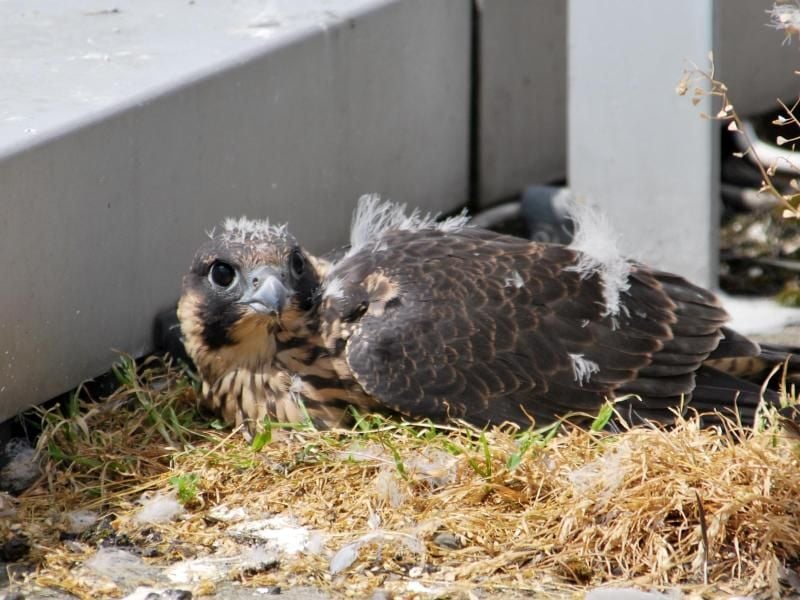 Ein junger Wanderfalke auf dem Hochhaus. Foto: Commerzbank