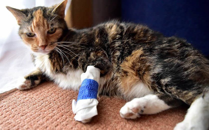 Katze verletzt nach Unfall - was tun?