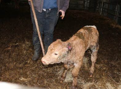 Dem Kalb wurden die Ohren bei der Raubtierattacke abgebissen.