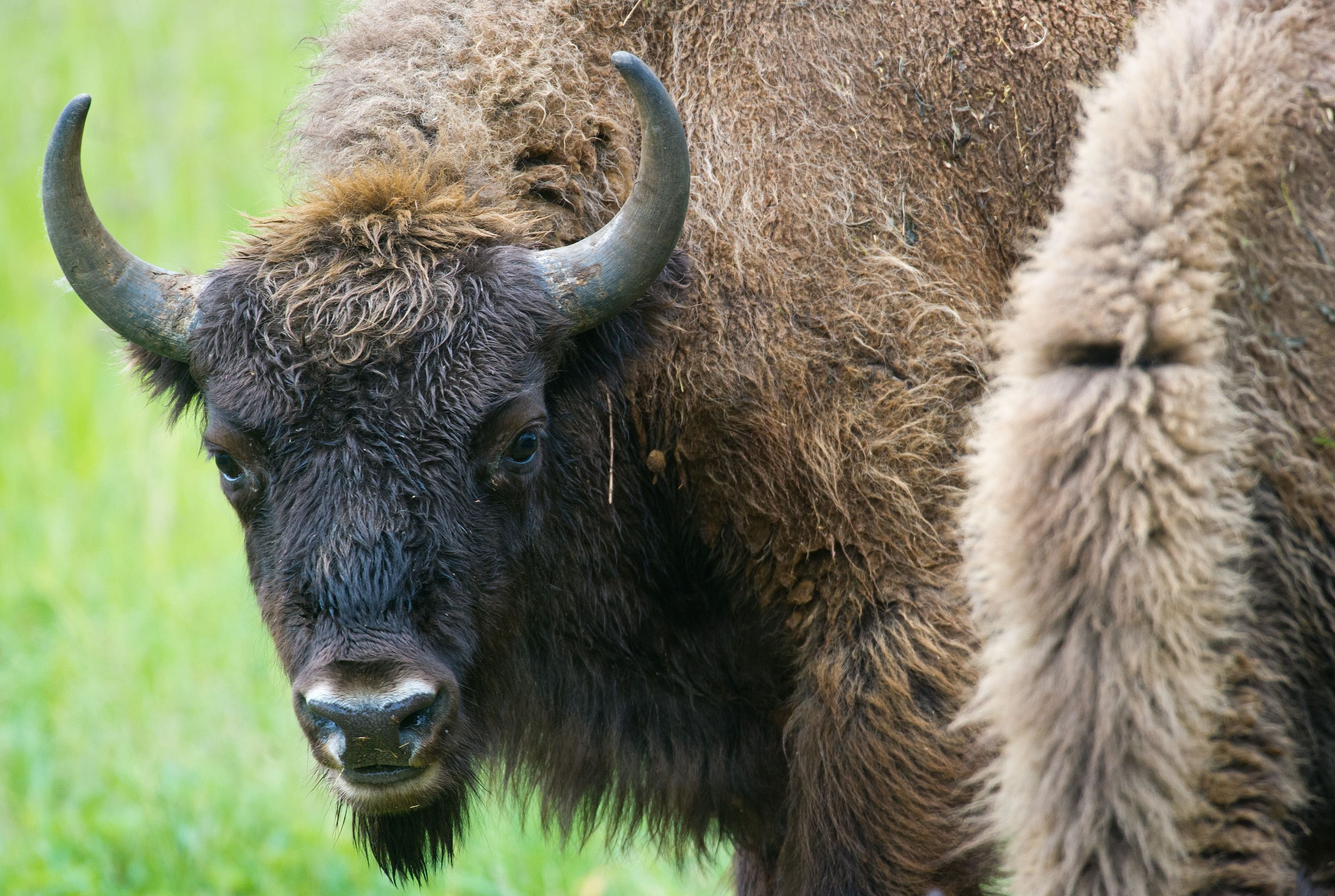 Ein Wisent hat eine Wanderin angegriffen (Symbolbild).