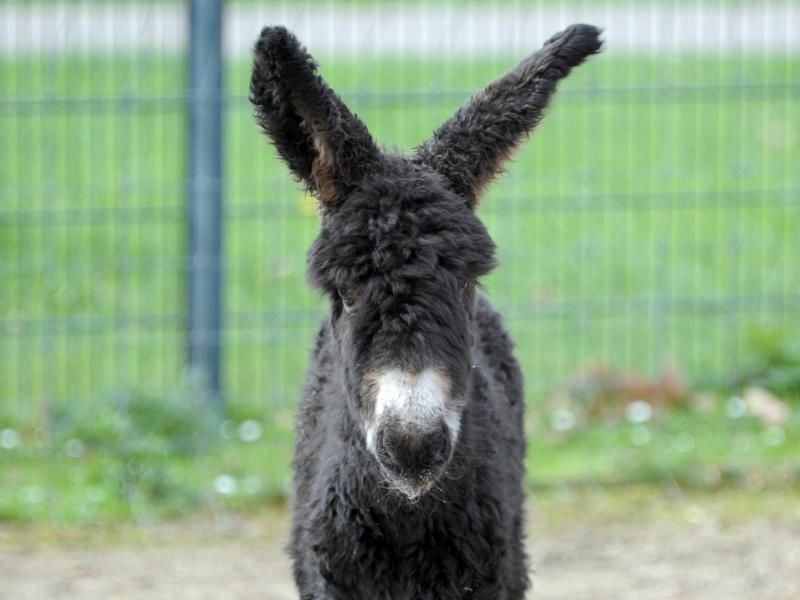 Der am Vortag geborener Jungesel in einem Gehege in der Wilhelma in Stuttgart. Foto: Philip Schwarz