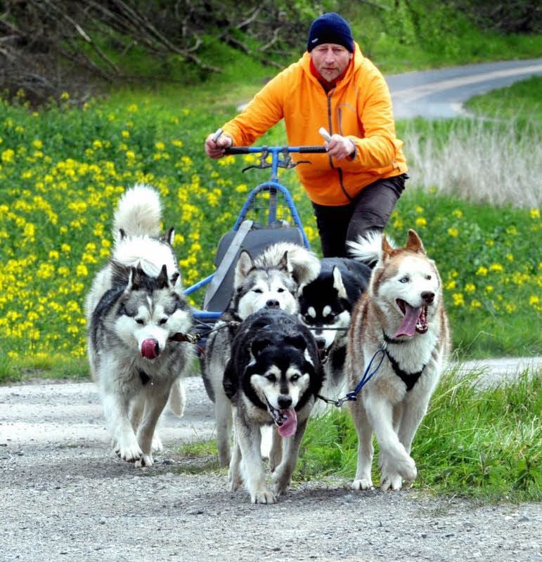 Frank Baumgarten aus Gotha verlangt seinen Alaskan-Malamute-Hunden beim Training alles ab.