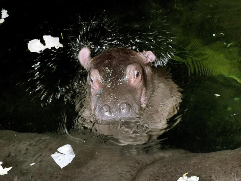 Putzmunter im Wasser: das Flusspferdbaby Champ im Zoo Hannover. Foto: Holger Hollemann