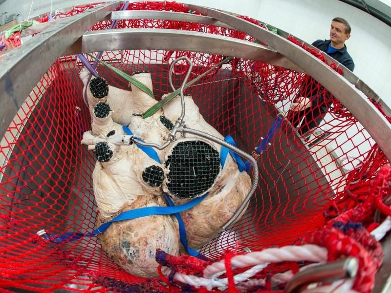 Wie Schwer Ist Das Herz Eines Blauwals www.mz.de