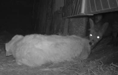 Auf diesem Bild aus dem Stall in Hasselfelde ist zu sehen, wie ein Fuchs das Kalb ins Hinterteil beißt.