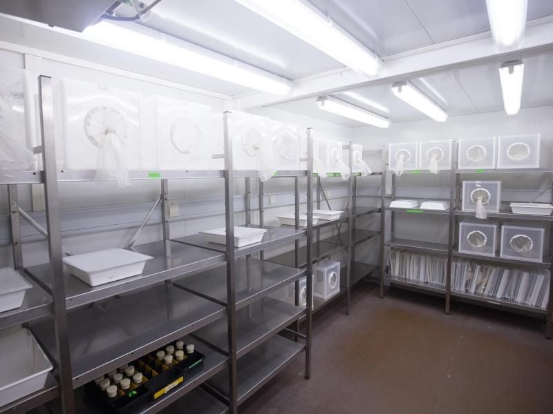 Zuchtboxen mit verschiedenen Mücken sind in der Klimazelle für die Mückenzucht im Bernhard-Nocht-Institut für Tropenmedizin zu sehen. Foto: Christian Charisius
