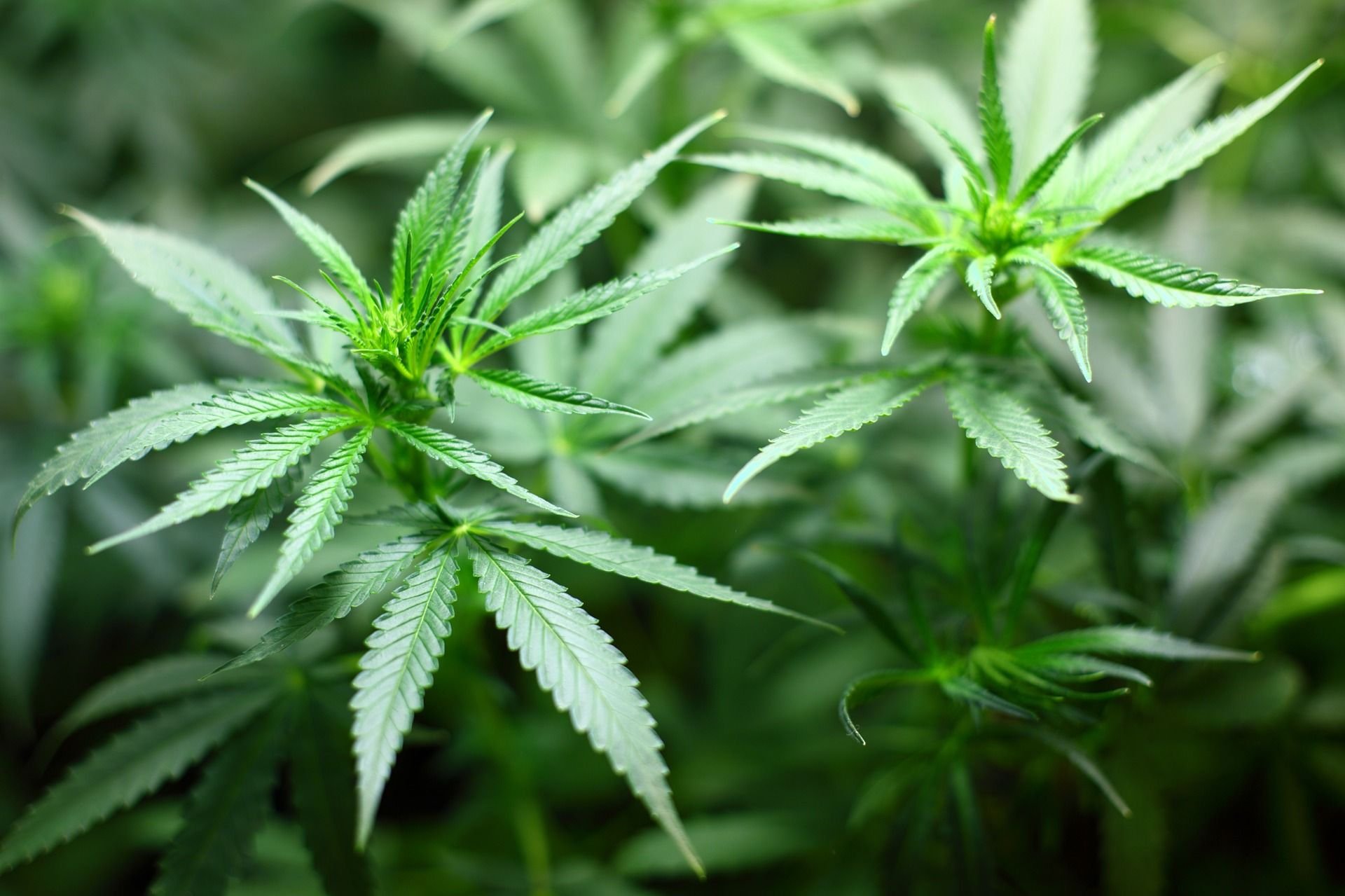 Auf dem Dachboden eines Hauses in Güsten hatte ein „Züchter“ Cannabis stehen.