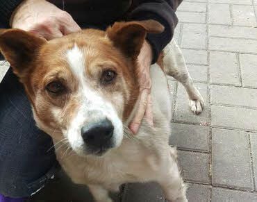 Wer vermisst diesen Terrier-Mischling?