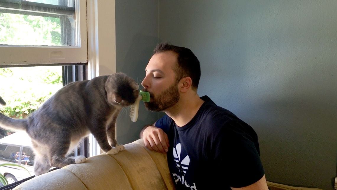 Ein Katzenbesitzer striegelt mit Hilfe der künstlichen Zunge «Licki Brush» seine Katze