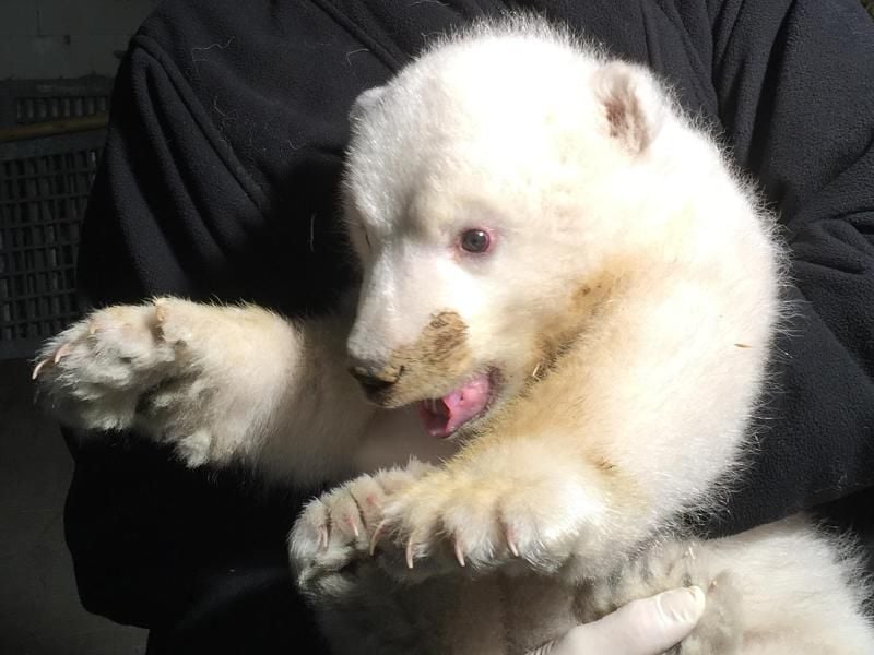 Gut zwei Monate nach der Geburt steht das Geschlecht des Eisbärennachwuchses im Zoo am Meer in Bremerhaven fest. Foto: Zoo am Meer/dpa