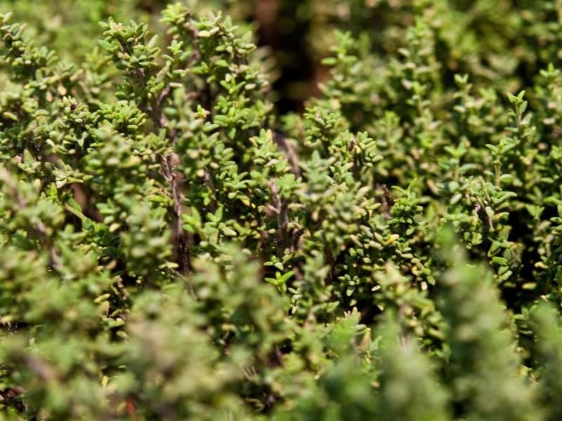 Der Thymian lässt sich gut im April und Mai in den Garten setzen. Er hält Schnecken aus dem Garten fern. Foto: Andrea Warnecke