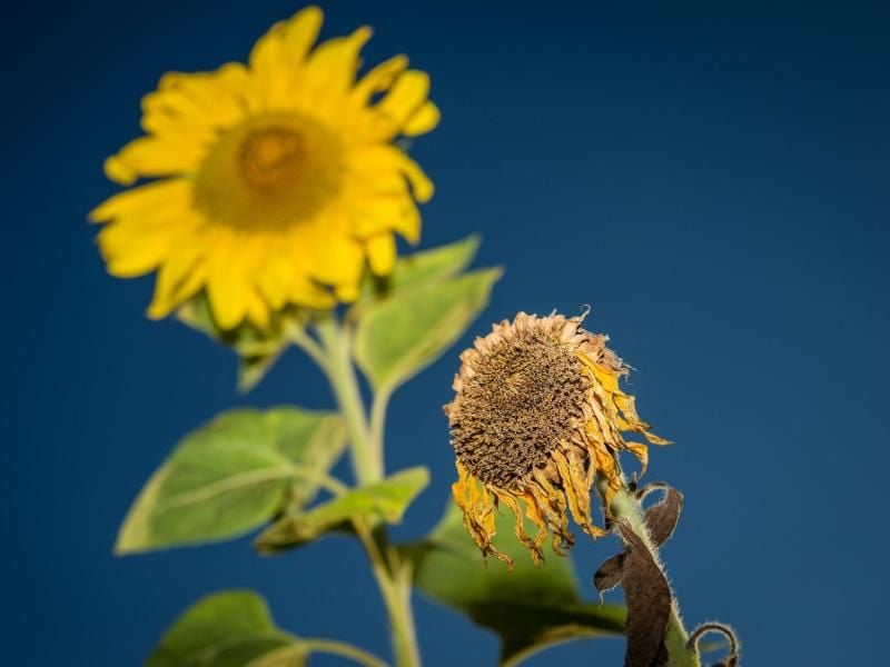 Wer an Sommerblumen Verwelktes abschneidet, hat länger etwas von der Pflanze. Foto: David Ebener