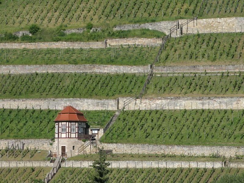Blick auf einen Weinberg im Saale-Unstrutgebiet. Foto: Jan Woitas/Archiv