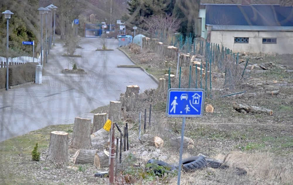 Der Pappelweg in Bitterfeld hat keine Pappeln mehr - doch es soll Ersatzpflanzungen geben.