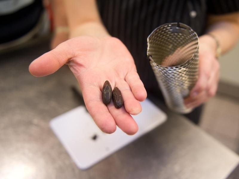 Tonkabohnen schmecken süßlich. Foto: Daniel Naupold