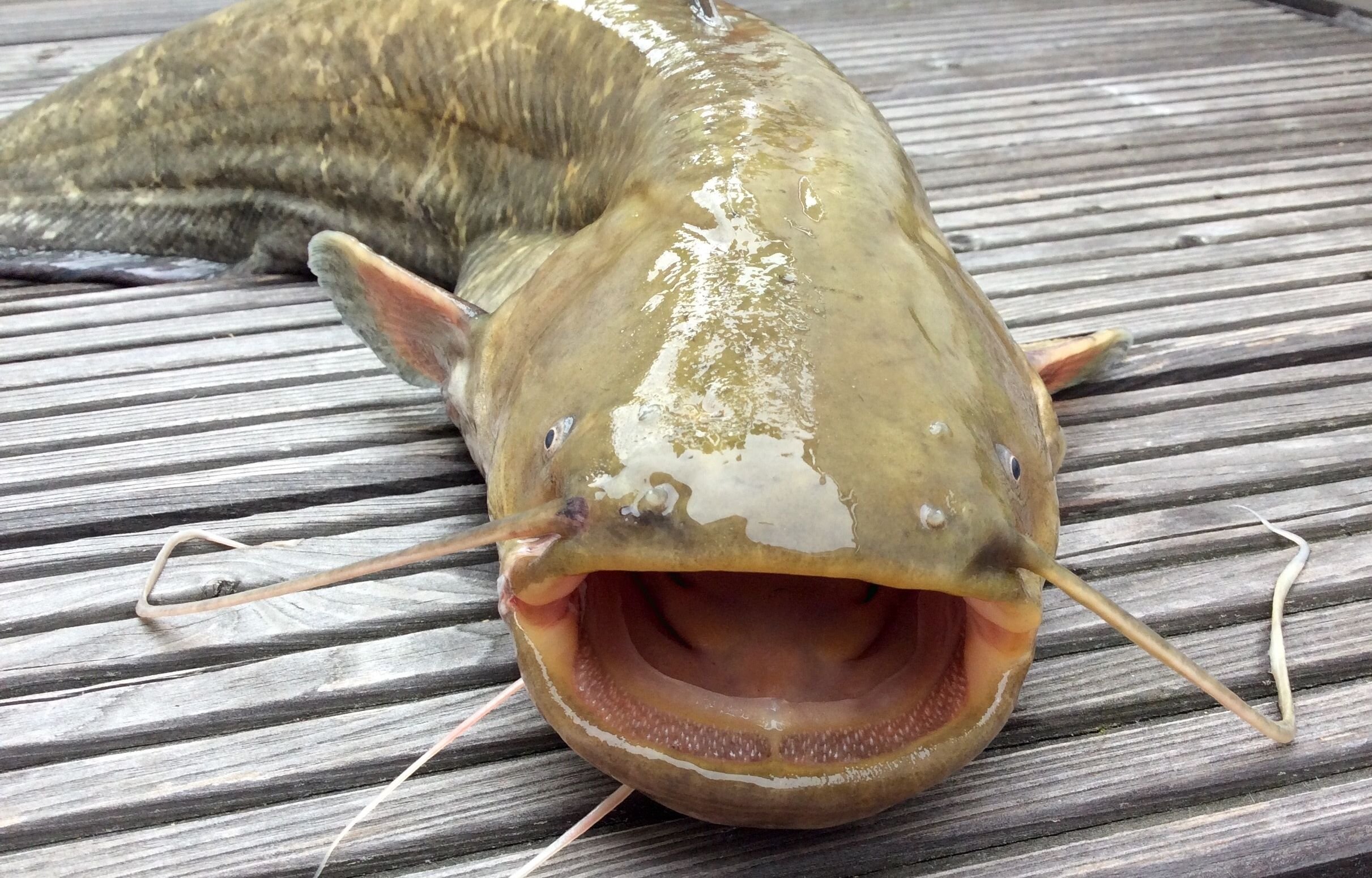 Welse sind vorwiegend nachtaktive Raubfische. Regional werden sie auch Waller oder Schaidfisch genannt.