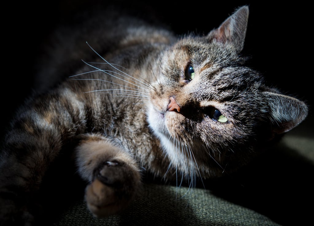 In Möser wurde eine Katze mit einer Armbrust beschossen.