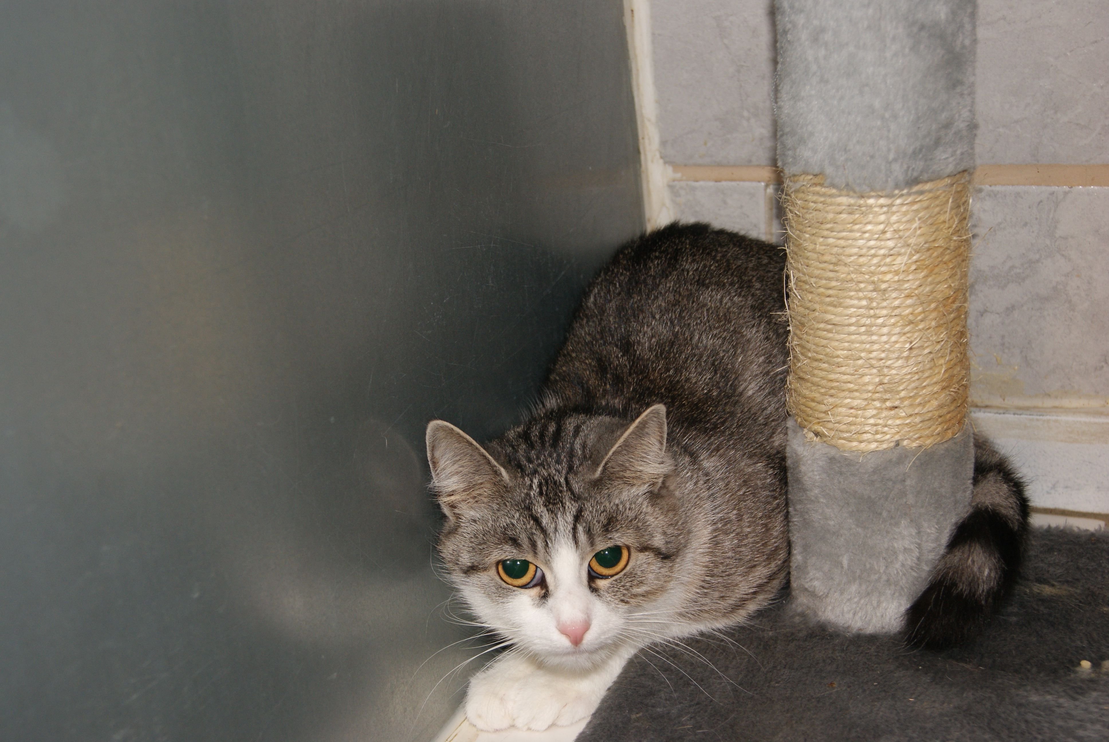 30 Katzen hat eine Hallenserin in ihrer Innenstadt-Wohnung gehalten. Die Tiere sind nun im Katzenhaus untergebracht.