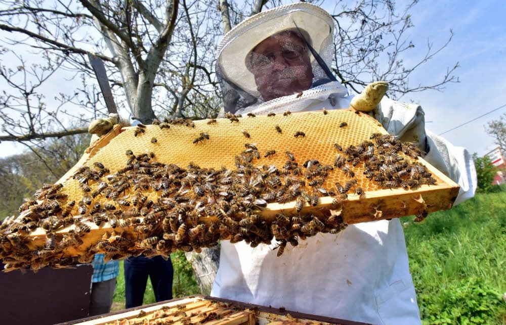 Klaus Barth zeigt den Rahmen mit den Waben, in die die Bienen den Honig eintragen.