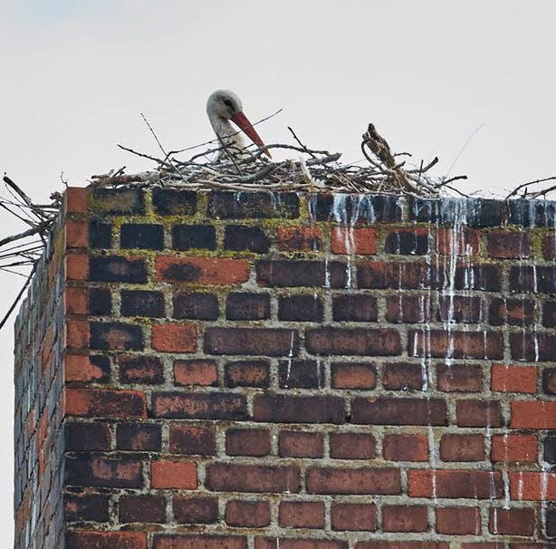 Auf dem Schornstein des Landhandelsgeschäfts in Roschwitz brütet der Storch derzeit über seinem Nachwuchs.
