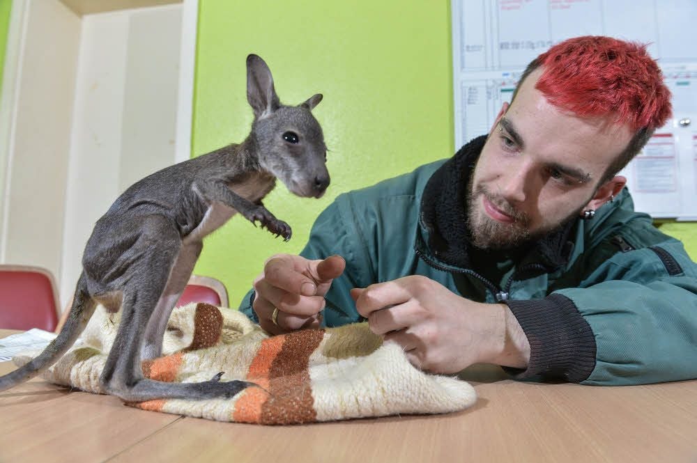 Tierpark-Chef Michael Engelmann kümmert sich um Muffin. Das Känguru war aus dem Beutel seiner Mutter gepurzelt.